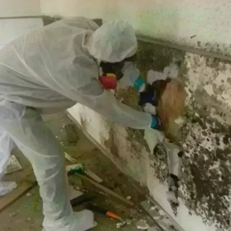 Mold Remediation and Removal in Pleasant View, TN